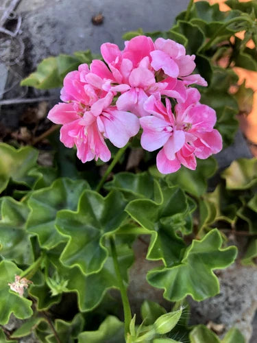 Rare Pink Rosette Pelargonium Ivy Geranium 6" Live Plant Cutting