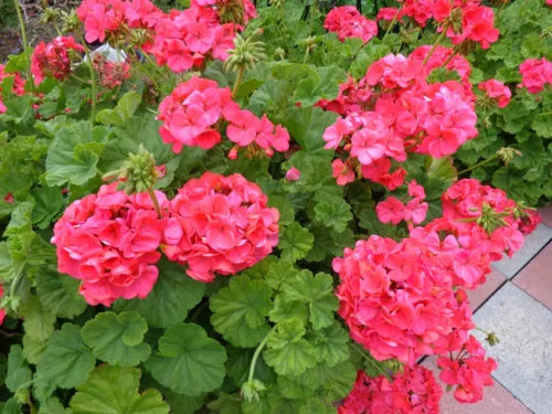 Geranium Cuttings 5x6" Hardy Fragrant Red Orange Pelargonium hortorum