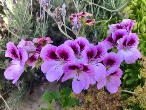 Lavender Purple Pelargonium Geranium 6" Live Plant Cutting - Regal Fancy Geranium