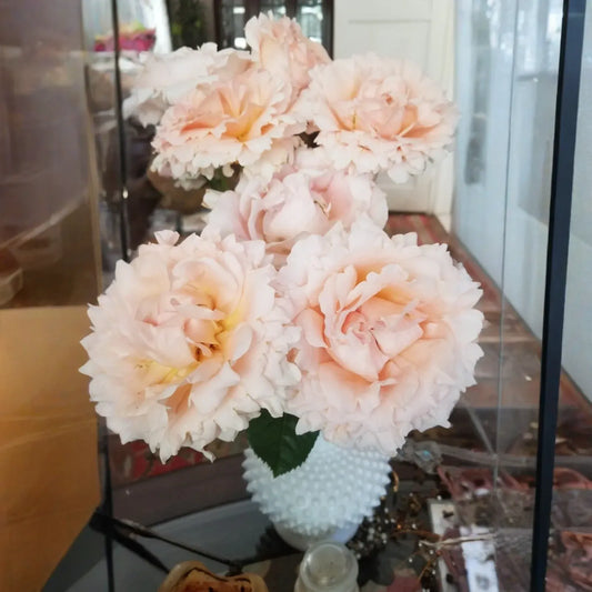 Polka Climbing Rose Cuttings – 3 Fresh Apricot Rose Cuttings, Live Climber Starter Pieces for Garden Trellises & Flowering Vines