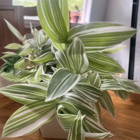Tradescantia albiflora – 5 Live Cuttings, Variegated Wandering Jew / Wandering Dude Plant, Easy-Rooting Indoor Trailing Houseplant