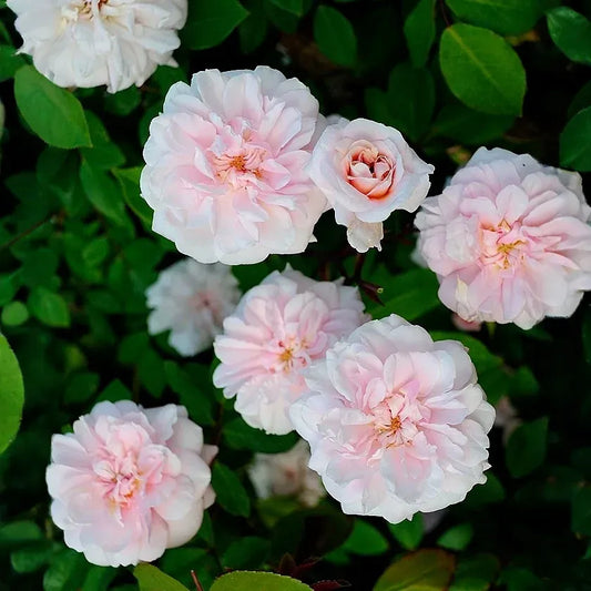Cecile Brunner Rose Cuttings 8pcs | Antique Rose Variety | Premium Live Cuttings for Rooting | Start Classic Pink Rose Bushes
