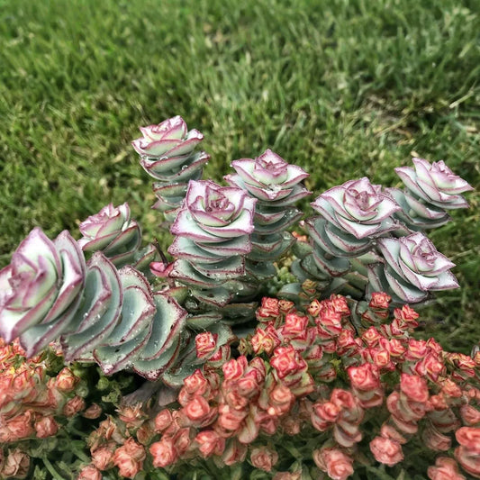 Crassula Perforata ‘String of Buttons’ – 2 Fresh 3–4" Cuttings, Live Succulent Stems for Rooting, Easy Indoor or Outdoor Grower