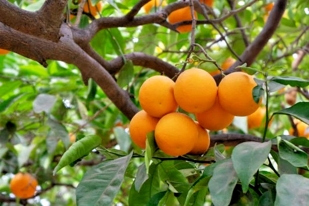 5 Navel Orange Scion Cuttings – 6–8" Citrus sinensis Stems for Rooting & Grafting, Fresh California Fruit Tree Wood