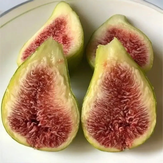 10 Fig Variety Cuttings Bundle – Mixed Ficus carica Collection for Rooting & Propagation, Assorted Fig Types