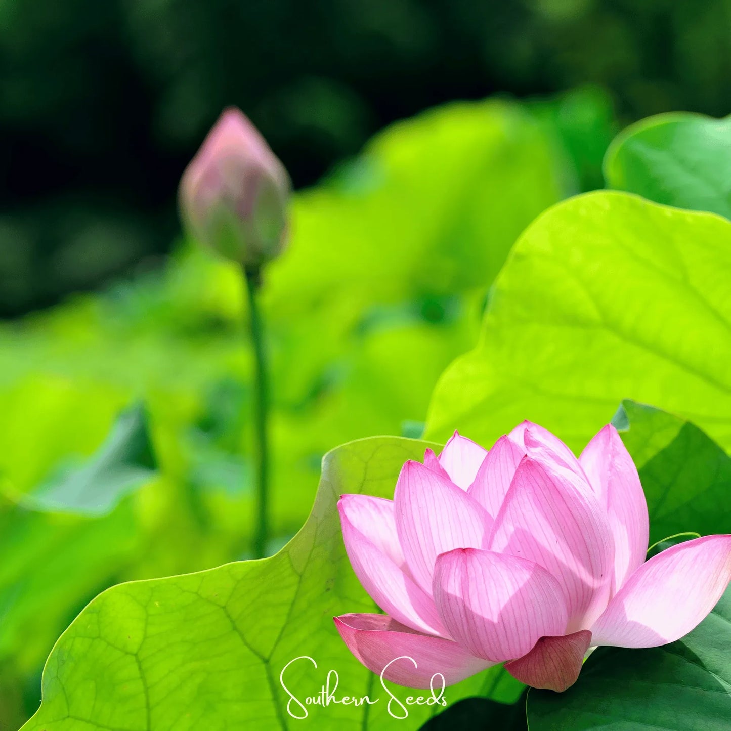 Sacred Lotus - 5 Seeds