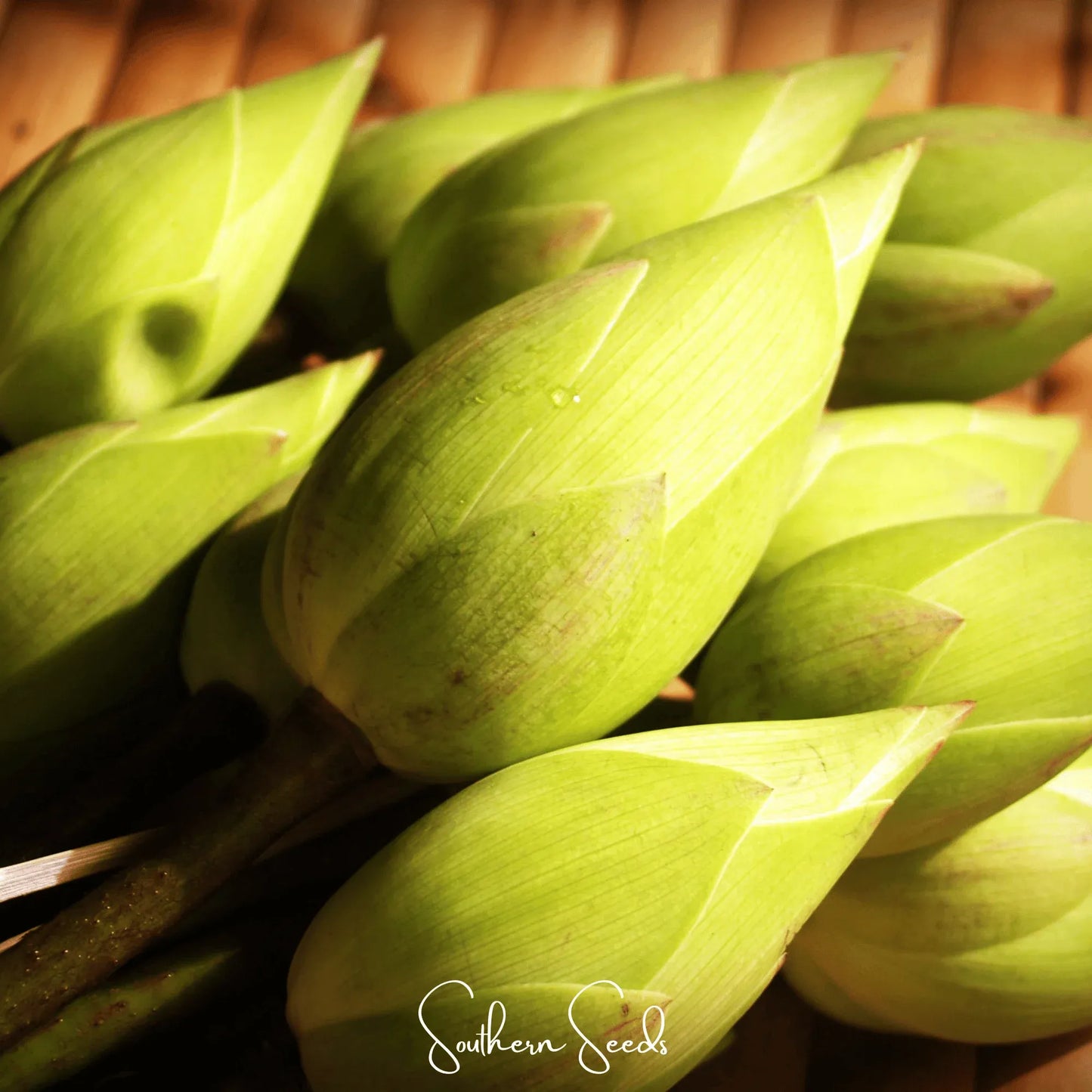 Sacred Lotus - 5 Seeds