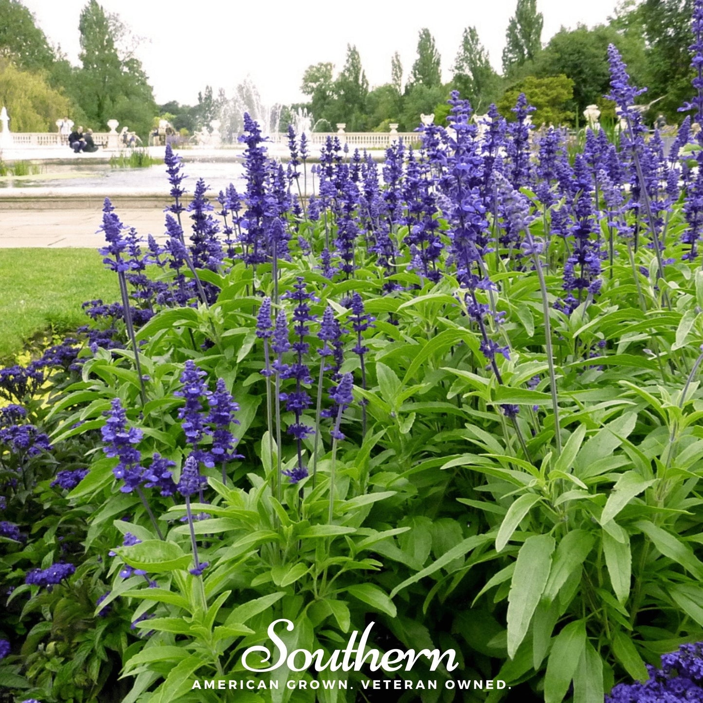 Blue Sage – 100 Seeds