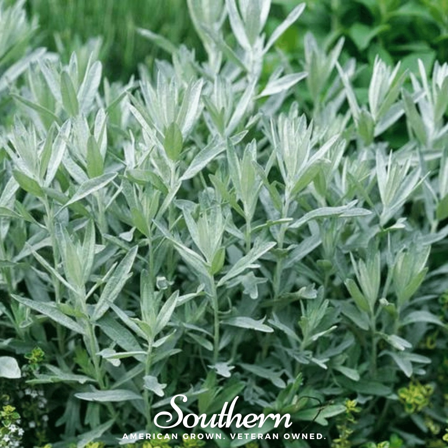 Prairie Sage – 100 Seeds