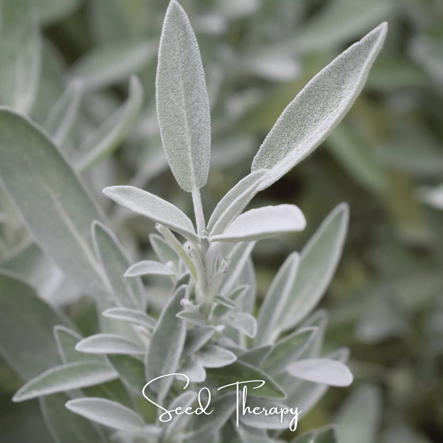 White Sage – 50 Seeds