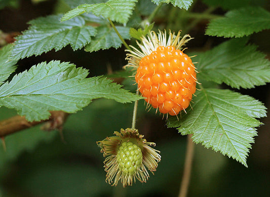 Salmonberry Bush – 1 Bare Root Plant (Rubus spectabilis) – Edible Wild Berry Shrub – Native Perennial for Food Forests & Pollinators