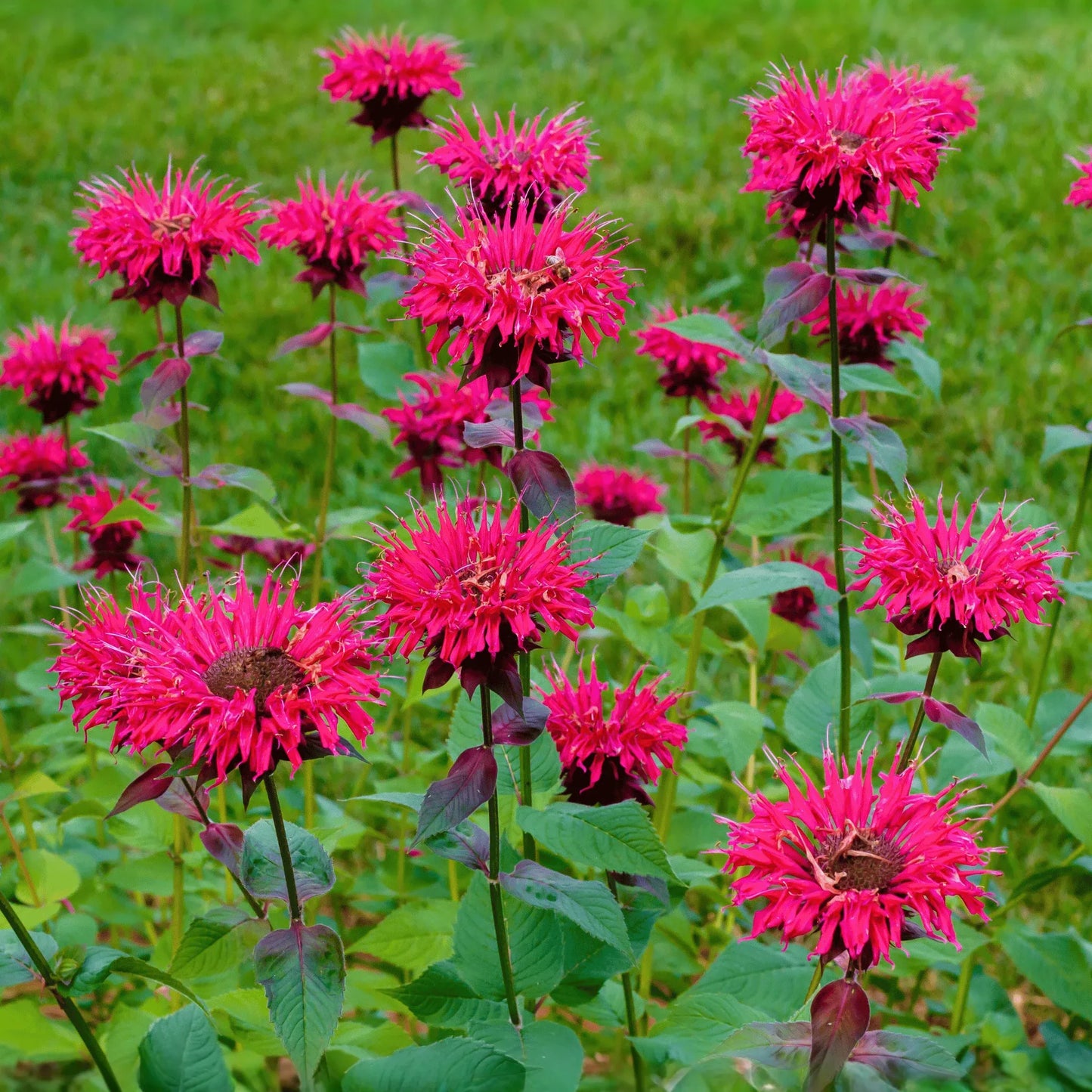 Scarlet Bee Balm – 20 Seeds