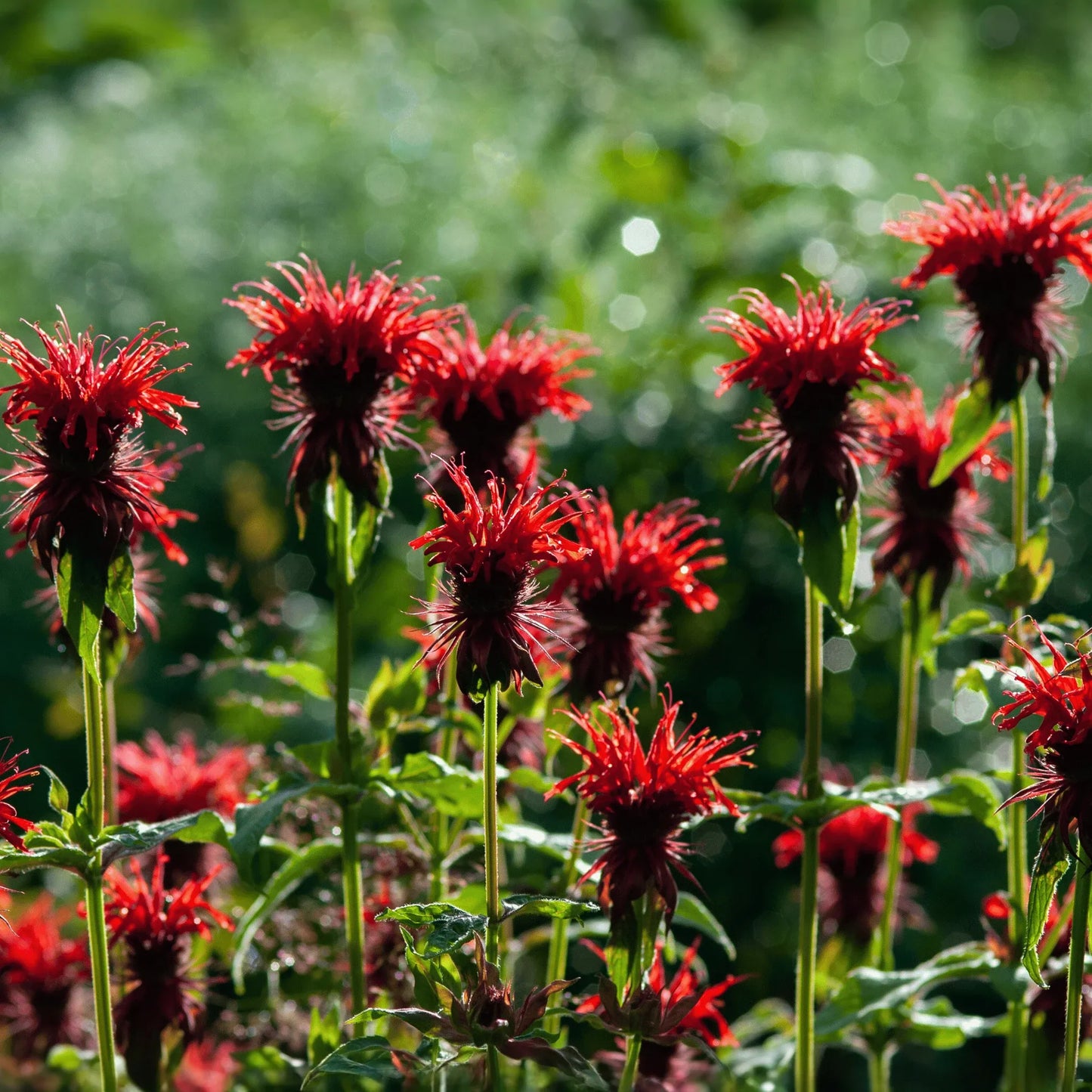 Scarlet Bee Balm – 20 Seeds