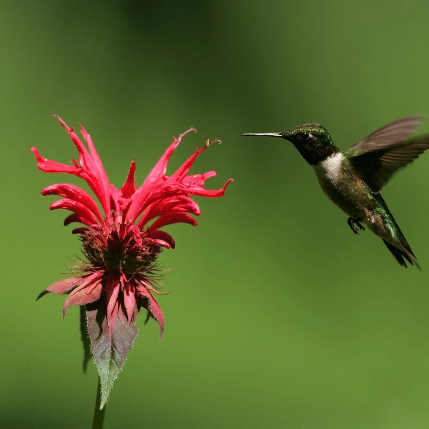 Scarlet Bee Balm – 20 Seeds