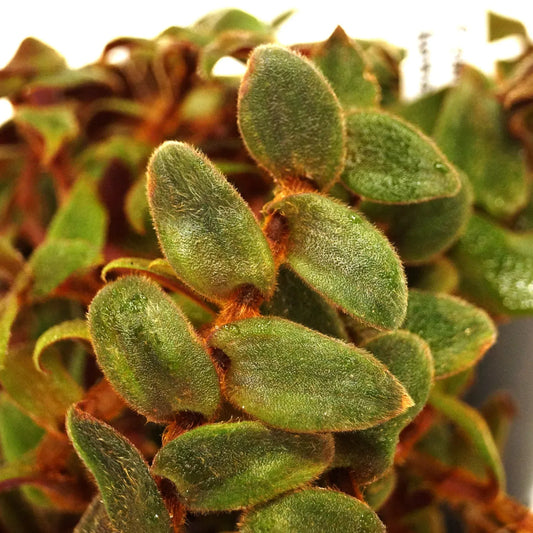 Cyanotis Kewensis, 4 Unrooted Cuttings, Fuzzy Trailing Succulent, Velvet Leaves, Green-Red Foliage