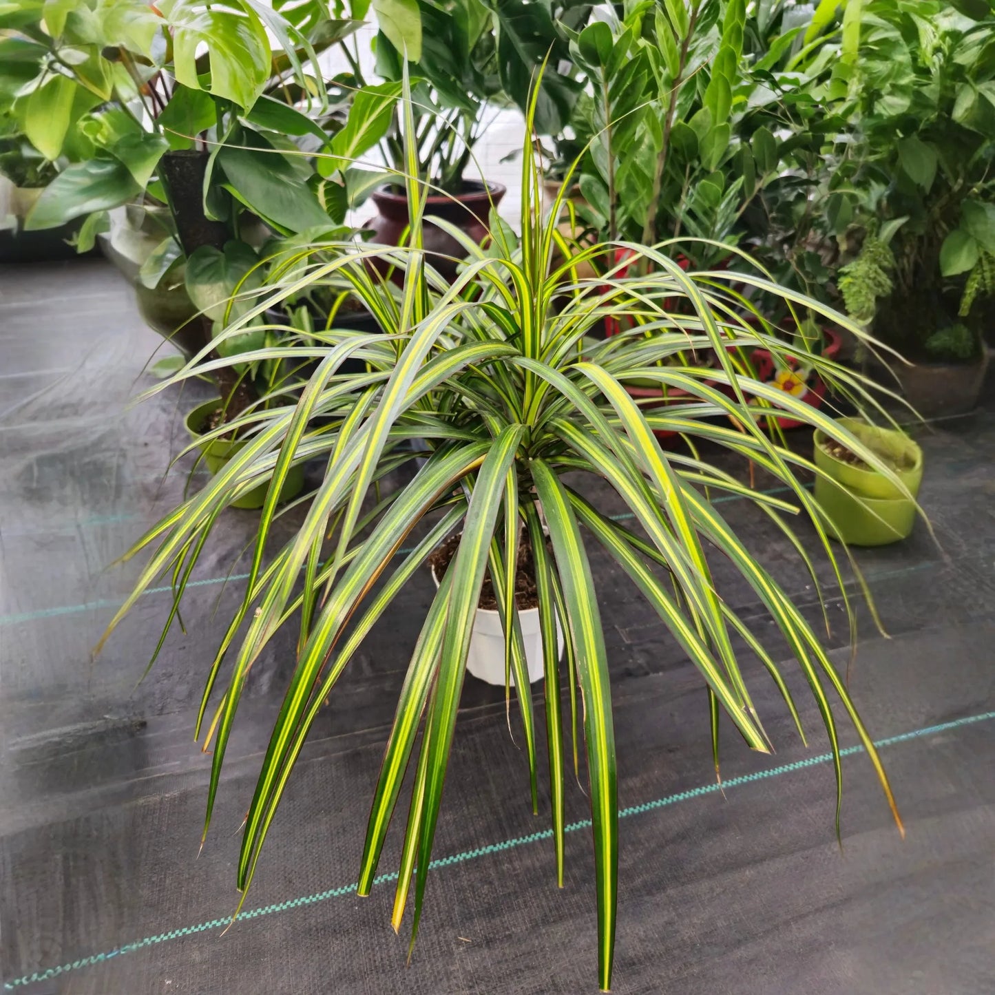 Dracaena Marginata 7 Cuttings 6-8" Madagascar Dragon Tree Houseplant Air Purifying