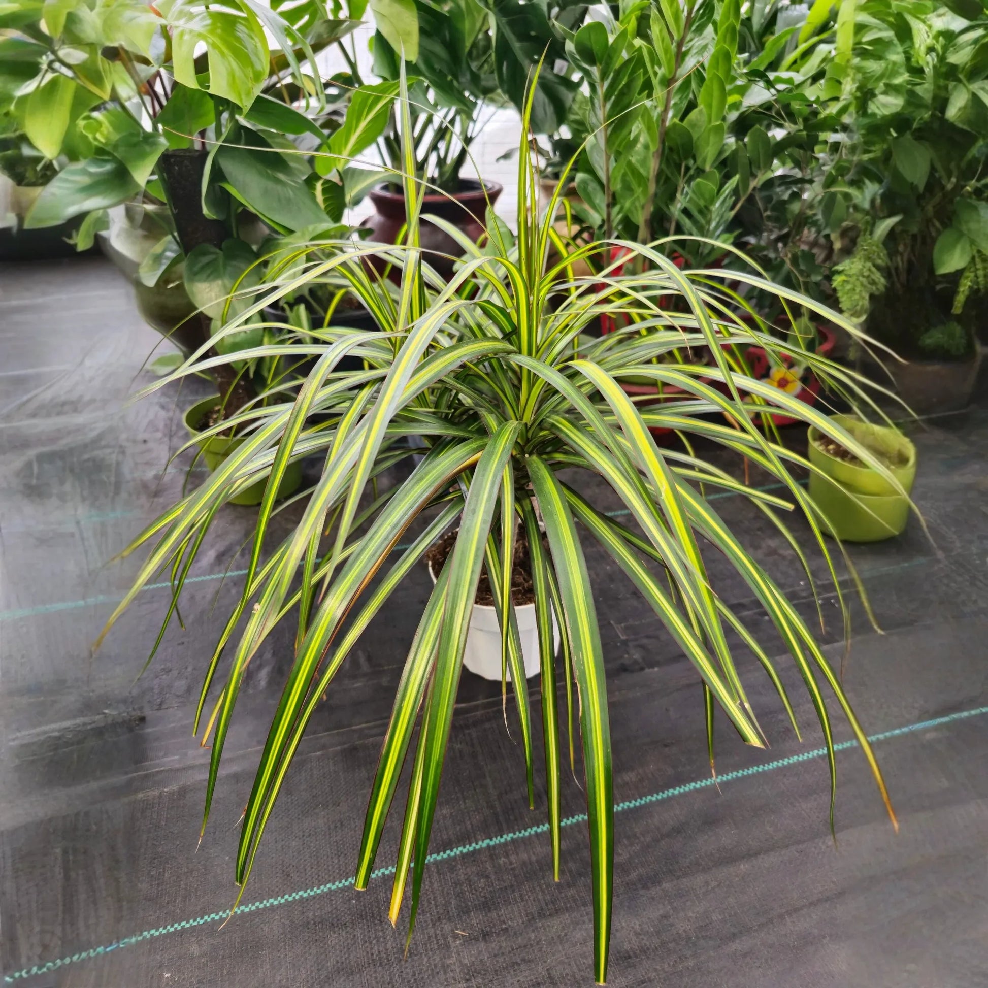 Dracaena Marginata 7 Cuttings 6-8" Madagascar Dragon Tree Houseplant Air Purifying