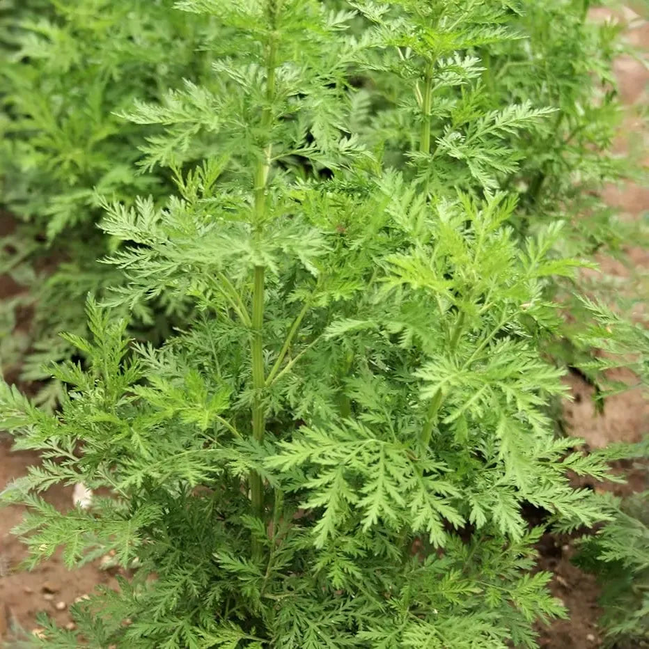 1000 Sweet Wormwood Herb Seeds (Artemisia annua), Sweet Annie Sagewort, Aromatic Herb, Drought-Tolerant, Perfect for Garden & Tea