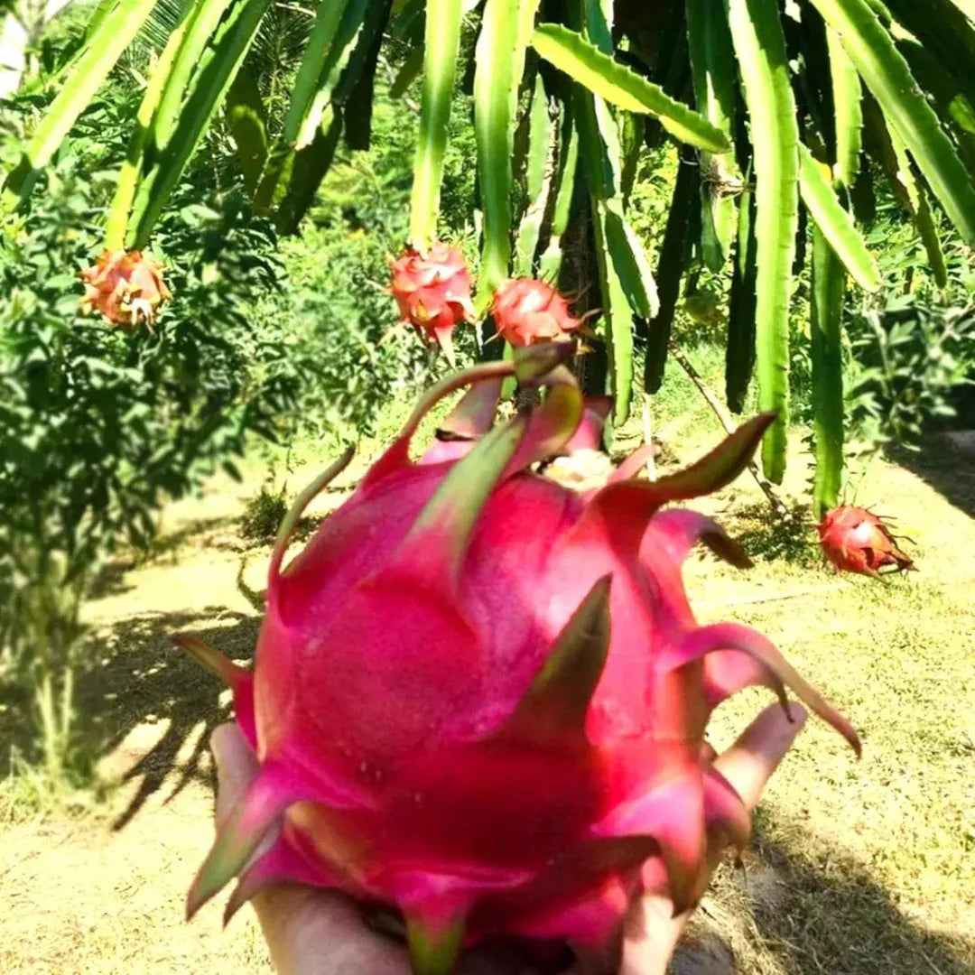 Dragon Fruit Cuttings 8-12 Inches - Random Variety - Red/Yellow/White/Purple/Pink