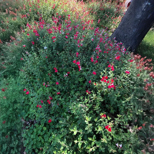 Organic Red Autumn Sage Cuttings - 15 Pcs, Salvia greggii, Drought & Frost Tolerant, Hummingbird Magnet, Culinary Herb, USA Grown, Guaranteed