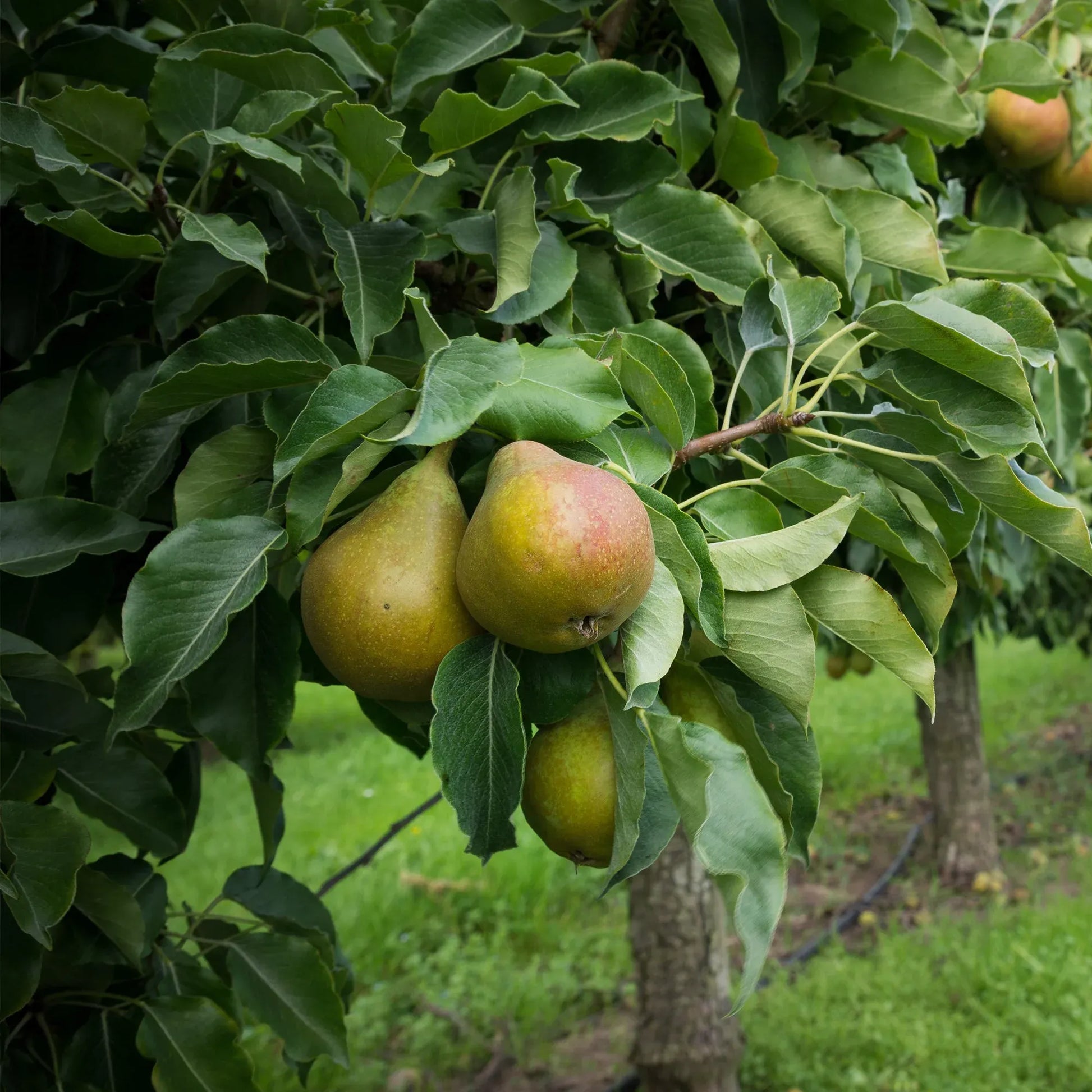 8 Kieffer Pear Scion Wood Cutting - 10-12", Pyrus calleryana, Hardy Fruit Tree, Ideal for Rooting or Grafting, Fruit Tree Propagation