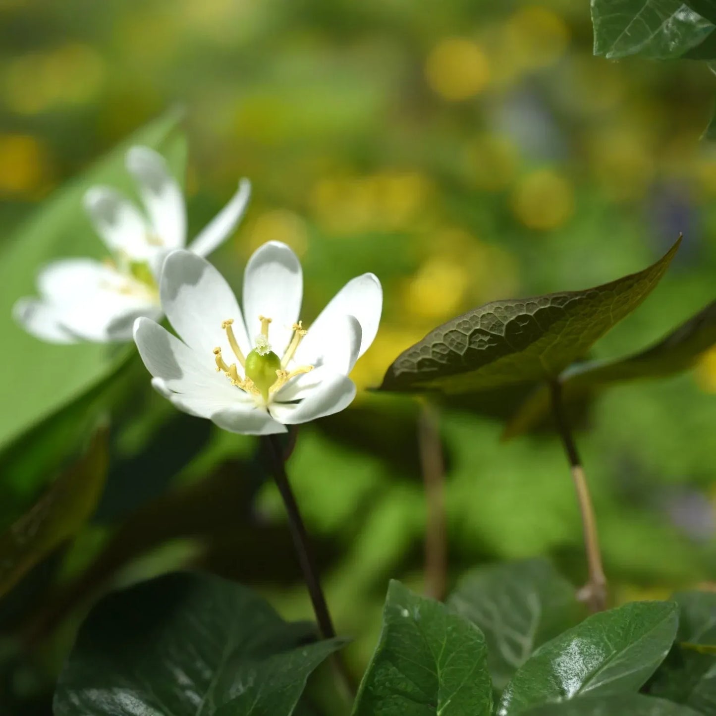 3 Twin Leaf Plants - Bare Root Jeffersonia Diphylla | Perennial Native Wildflower | Organic Shade Plant for Woodland Gardens