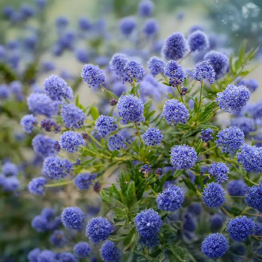 Ceanothus California Lilac Cuttings - 3 Unrooted 6" Stems, Fragrant Blue Blooms, Drought-Tolerant, Nitrogen-Fixing, Zones 8-10, Deer-Resistant