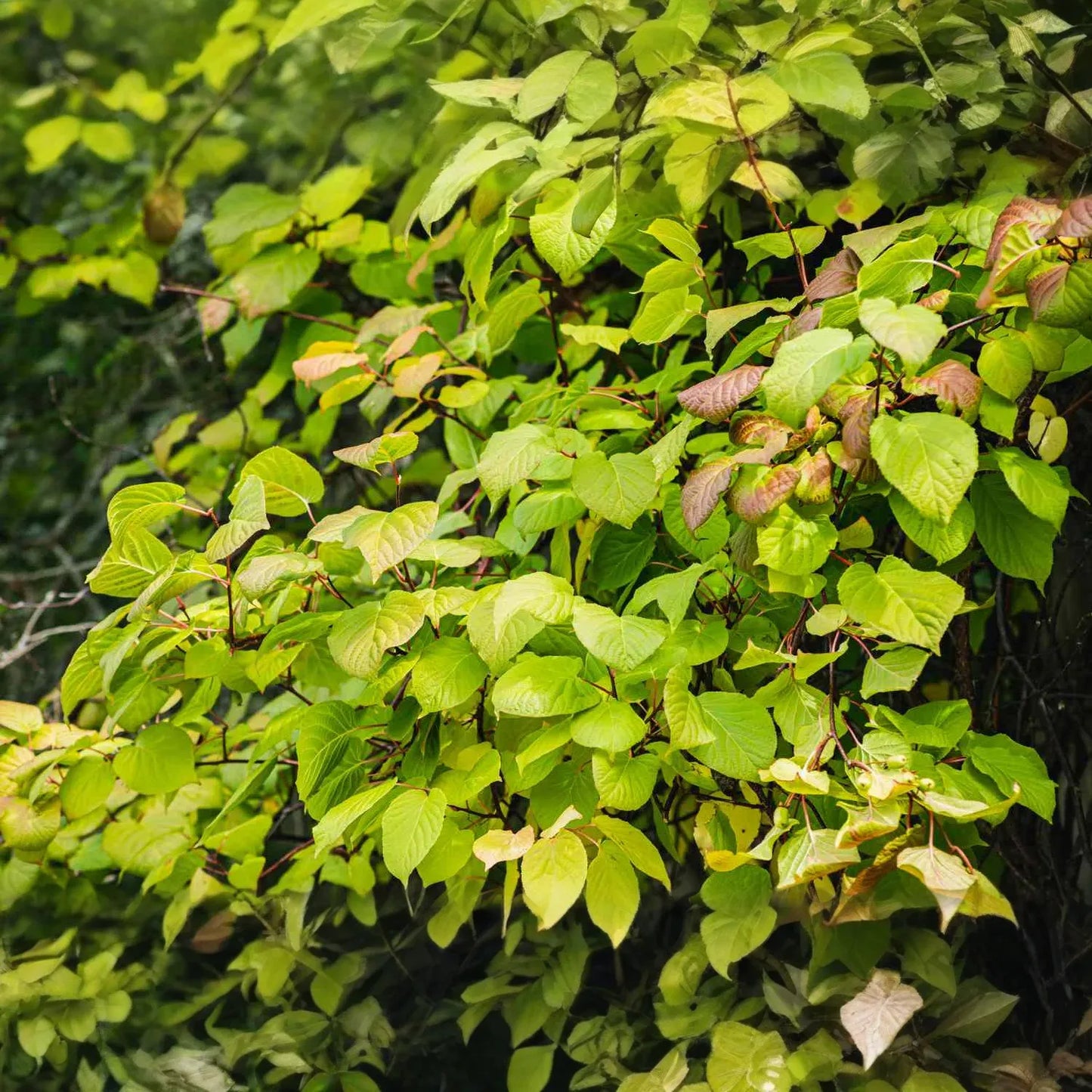 Hardy Arctic Kiwi Vine Cuttings | 6 Total (4F + 2M) | Actinidia arguta | Cold Hardy | Seedless Kiwi Plant for Garden