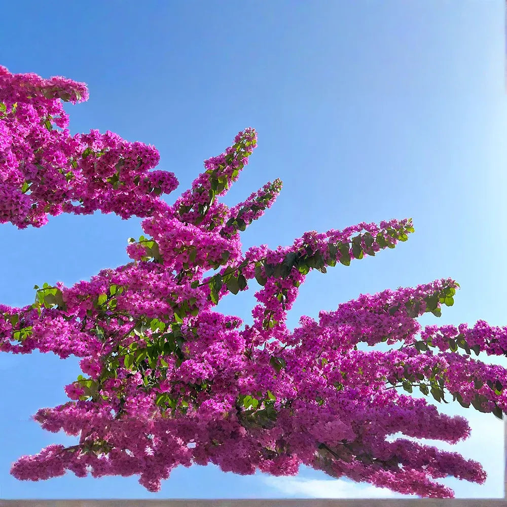 Bougainvillea spectabilis, 6" Fuchsia Pink Unrooted Cuttings, Tropical Vine, USDA Zones 9-11