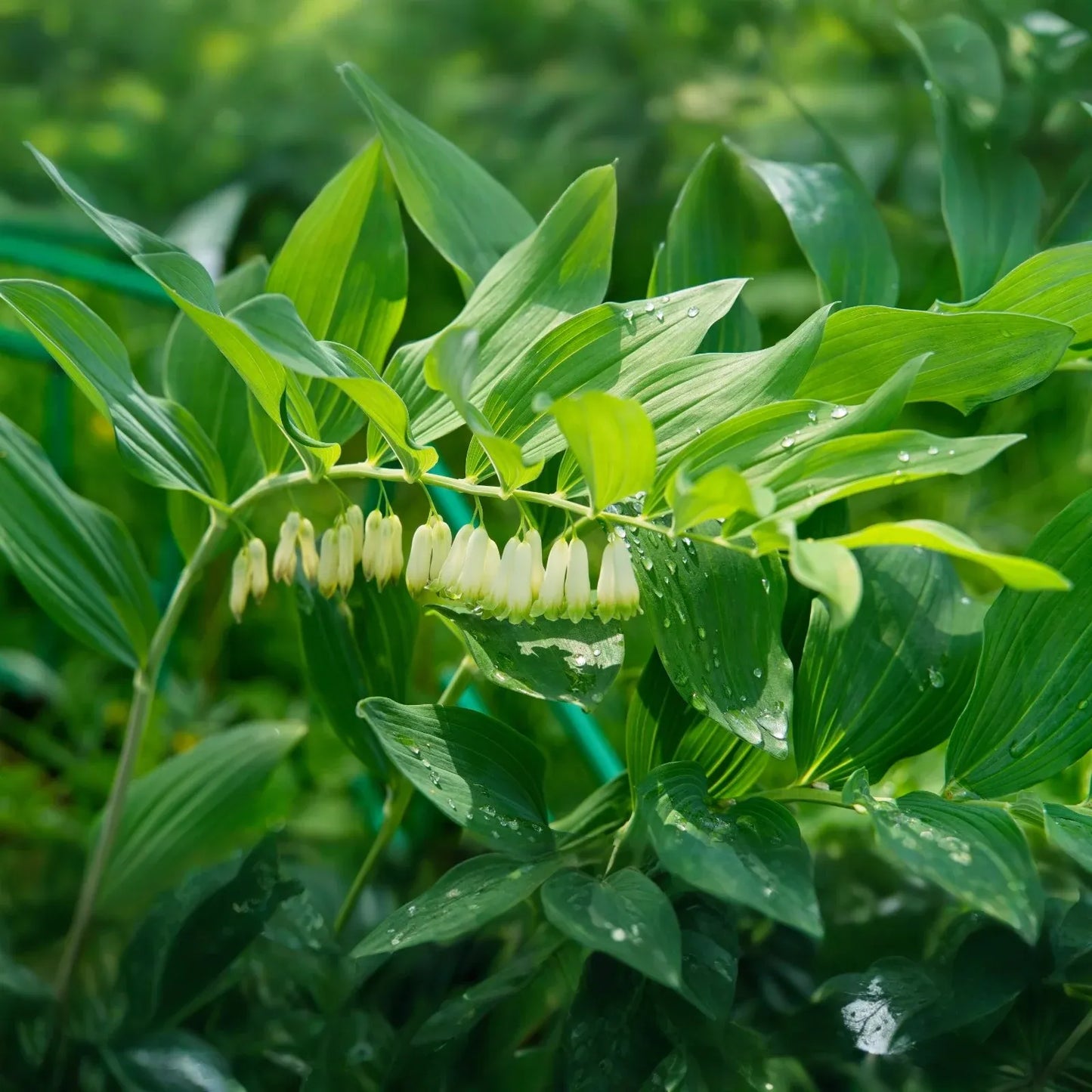 3 True Solomon’s Seal Plants - Bare Root Polygonatum Biflorum | Perennial Shade Plant | Native Woodland Wildflower