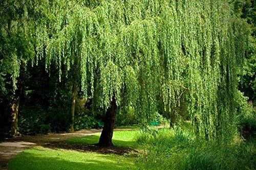 Salix babylonica Cuttings - 32+ Golden Weeping Willow Stems, Pencil-Sized