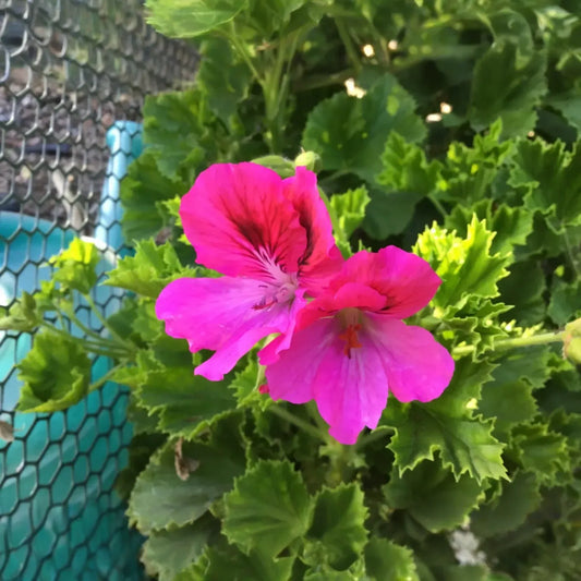 Geranium Pink/Purple 3 Fresh Organic Healthy Cuttings for Rooting | Pelargonium Plants