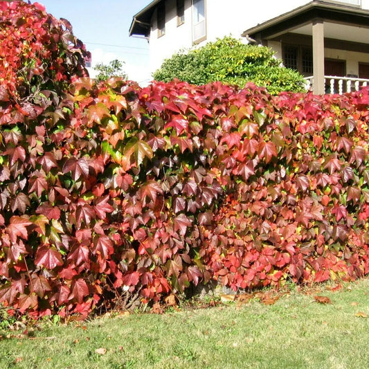 Virginia Creeper Perennial Rooted Cuttings 5"-8" - Parthenocissus quinquefolia, Hardy Vine, Fast-Growing, Ground Cover, Outdoor Garden Plant