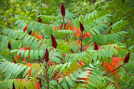 30 Staghorn Sumac Tree Seeds | Rhus typhina | Non-GMO Native Shrub Tree with Red Cone Clusters | Great for Natural Landscaping