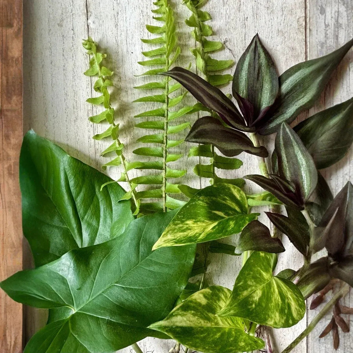 12 Rooted Plant Cuttings (3 Each) - Pothos, Wandering Jew, Arrowhead Vine, Ferns, Easy Care Indoor Plants, Perfect for Propagation