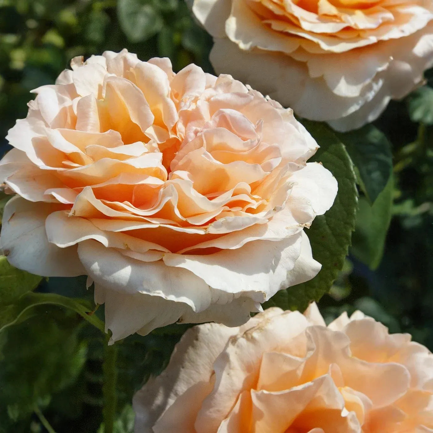 3 Polka Climbing Rose Apricot Unrooted Cuttings Live Fresh, Beautiful Blooming Rose Bush, Perfect for Trellis, Garden, Organic Rose Planting
