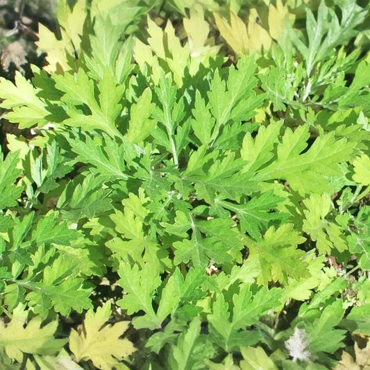 100 Seeds Japanese Mugwort (Artemisia princeps, Yomogi) Herb for Planting | Culinary, Aromatic Herb
