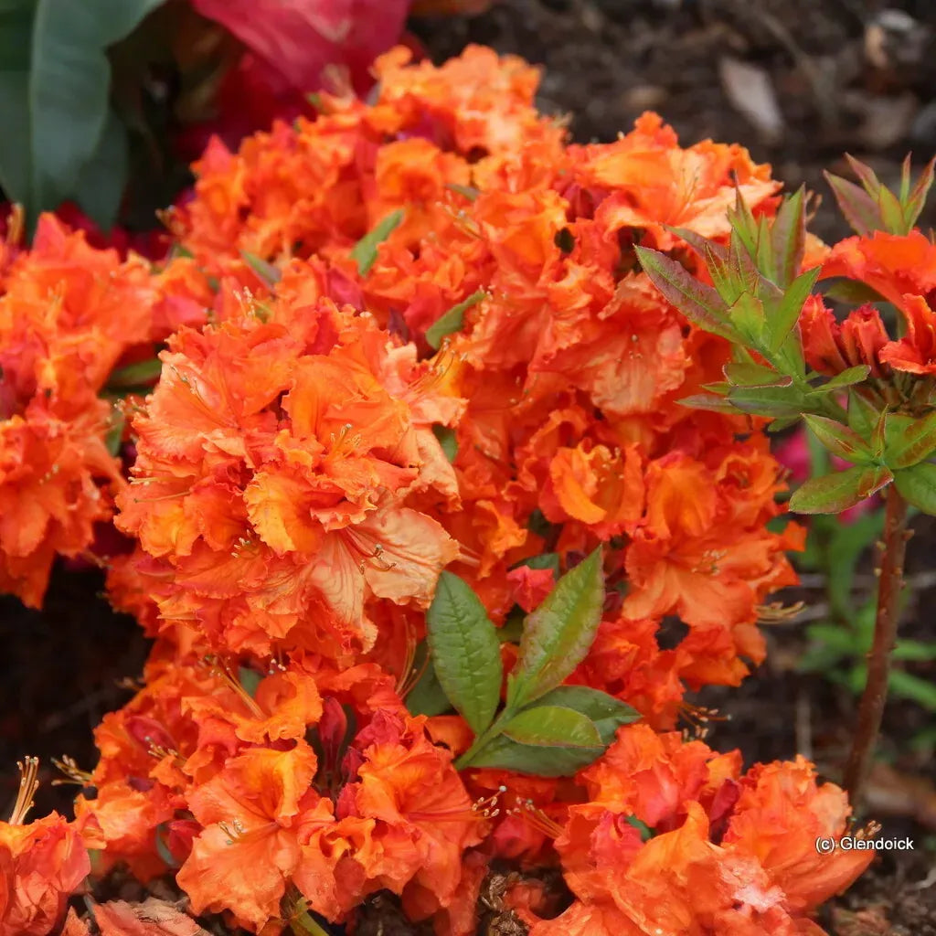 Gibraltar Deciduous Azalea Rhododendron Starter Plant Rooted Well-Draining Soil Partial Sun