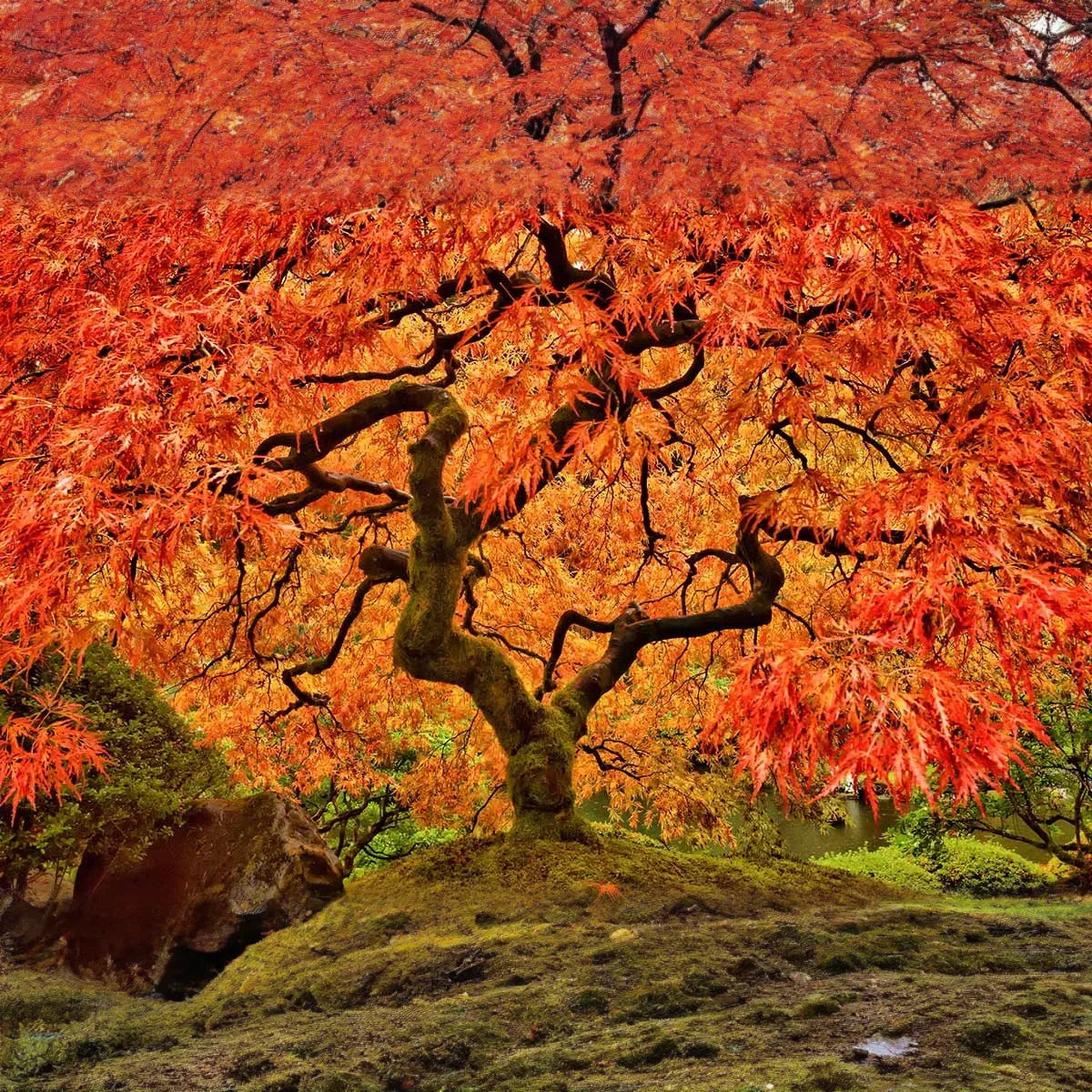 8 Fresh Cut Sugar Maple Tree Unrooted Cuttings - Acer saccharum, Sugar Maple Scions for Grafting, Tree Propagation, Hardy Tree Cuttings