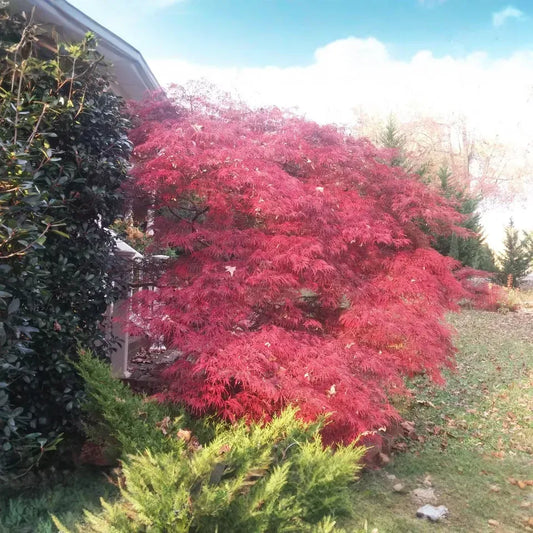 Japanese Maple 'Garnet' Cuttings - 8 Pcs (4+4) for Rooting/Grafting, Award-Winning Weeping Tree, Red-Orange Foliage, Zones 5-9, Hardy