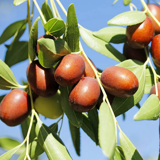 5pcs Jujube Unrooted Cuttings (Ziziphus jujuba), Edible Fruit Tree, Grow Your Own Sweet Dates, Perfect for Garden & Orchard Planting
