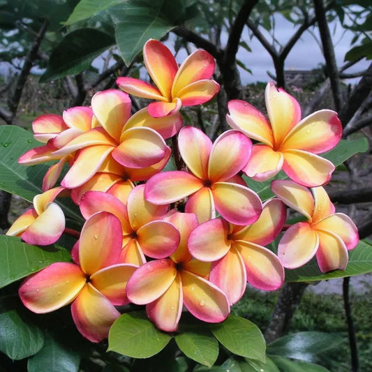 1 Orange Rainbow Plumeria 8-12" Unrooted Cutting | Frangipani Flower, Tropical Plant for Garden & Home