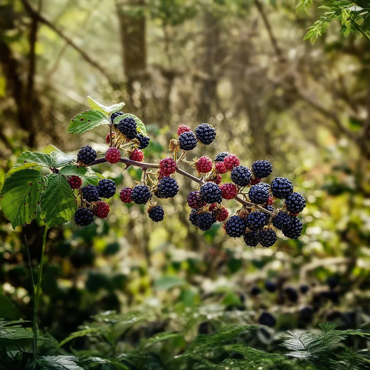 Florida Blackberry Cuttings, 7 Live Rooted Clippings, Thorny Bramble, Fruit Bearing, USDA Zones 8-10