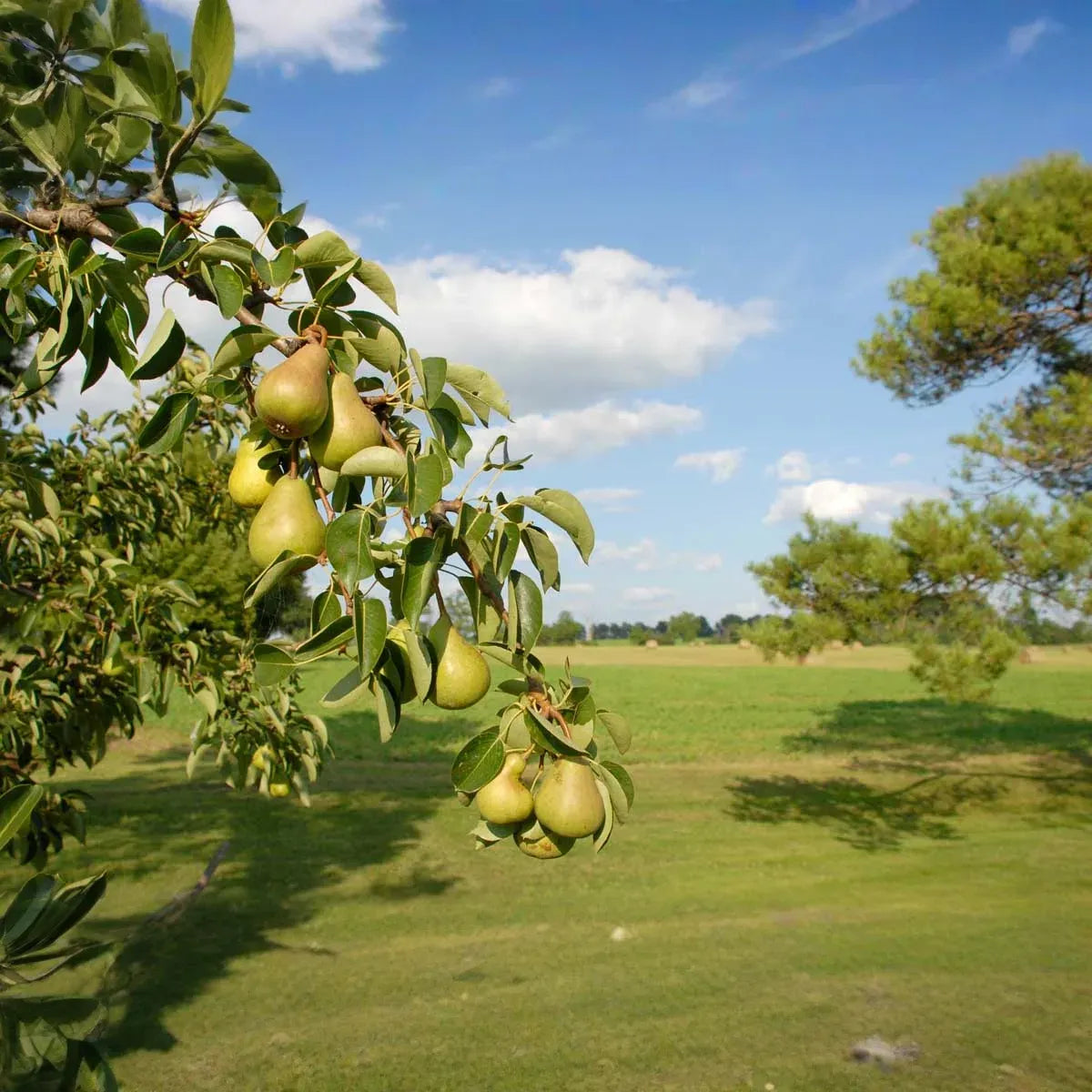 5 Organic Pear Tree Unrooted Cuttings, 10" Long Each, Perfect for Propagation, Fruit Tree, Grow Your Own Pears, Hardy and Easy to Grow