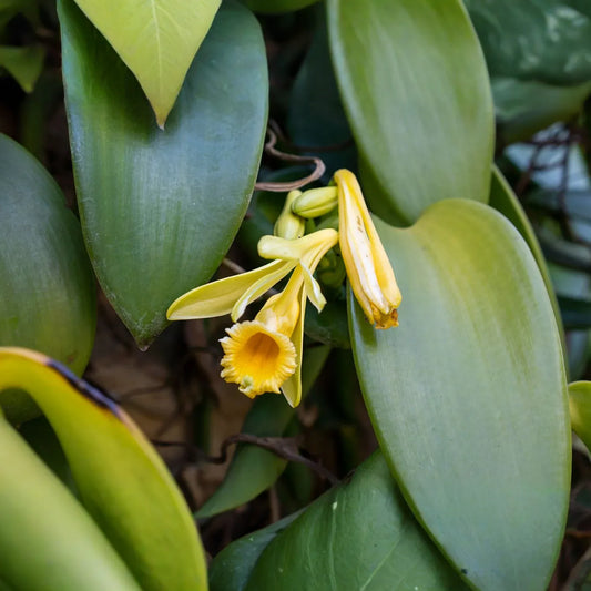 Vanilla Planifolia Cuttings - 12" Fresh Orchid Vine, Grow Your Own Vanilla Beans, Fast-Growing Tropical, Trellis Needed, On Sale Now!