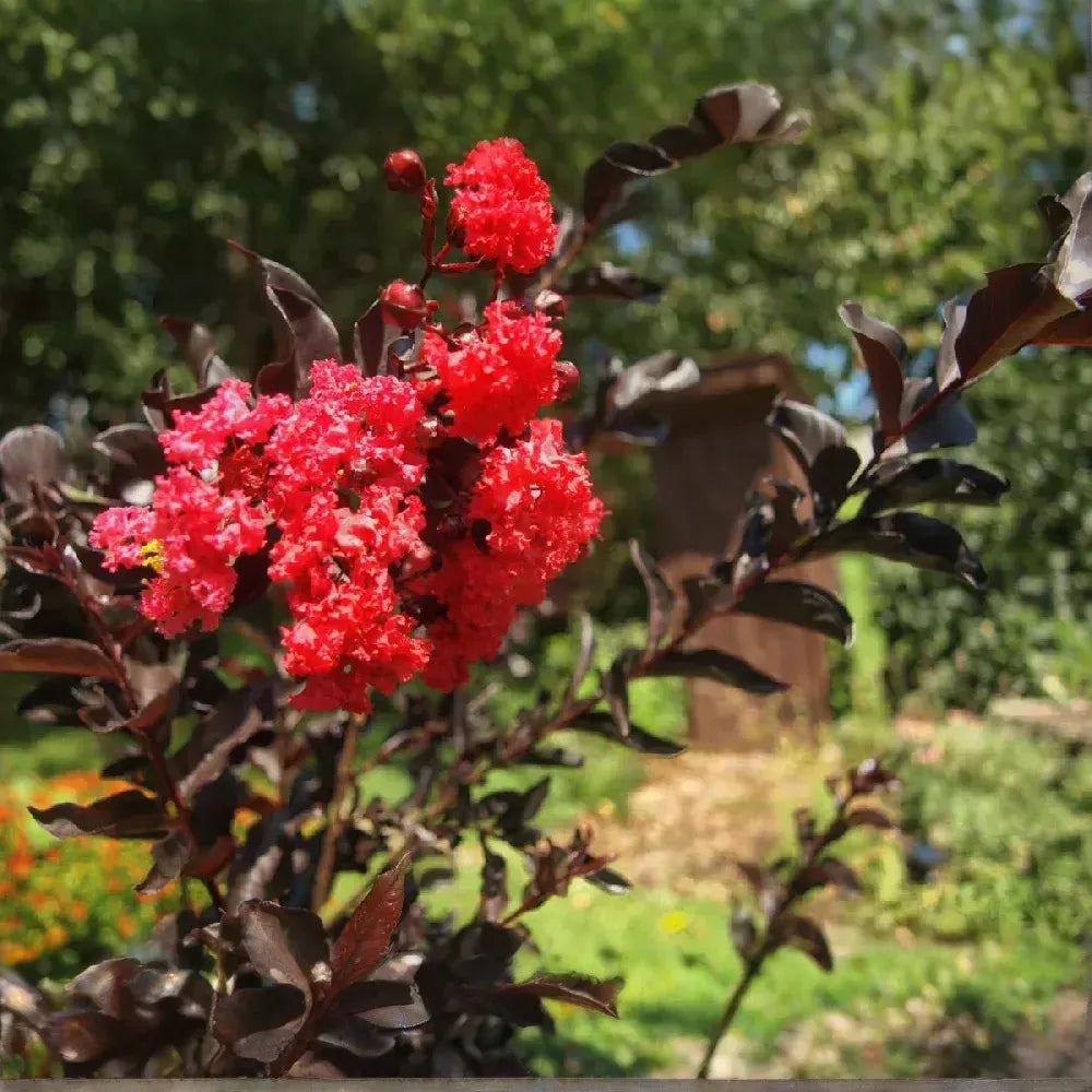 Black Diamond Crape Myrtle Starter Plants - 2 Rooted 6" Cuttings - Dark Red Flowers, Purple-Black Foliage