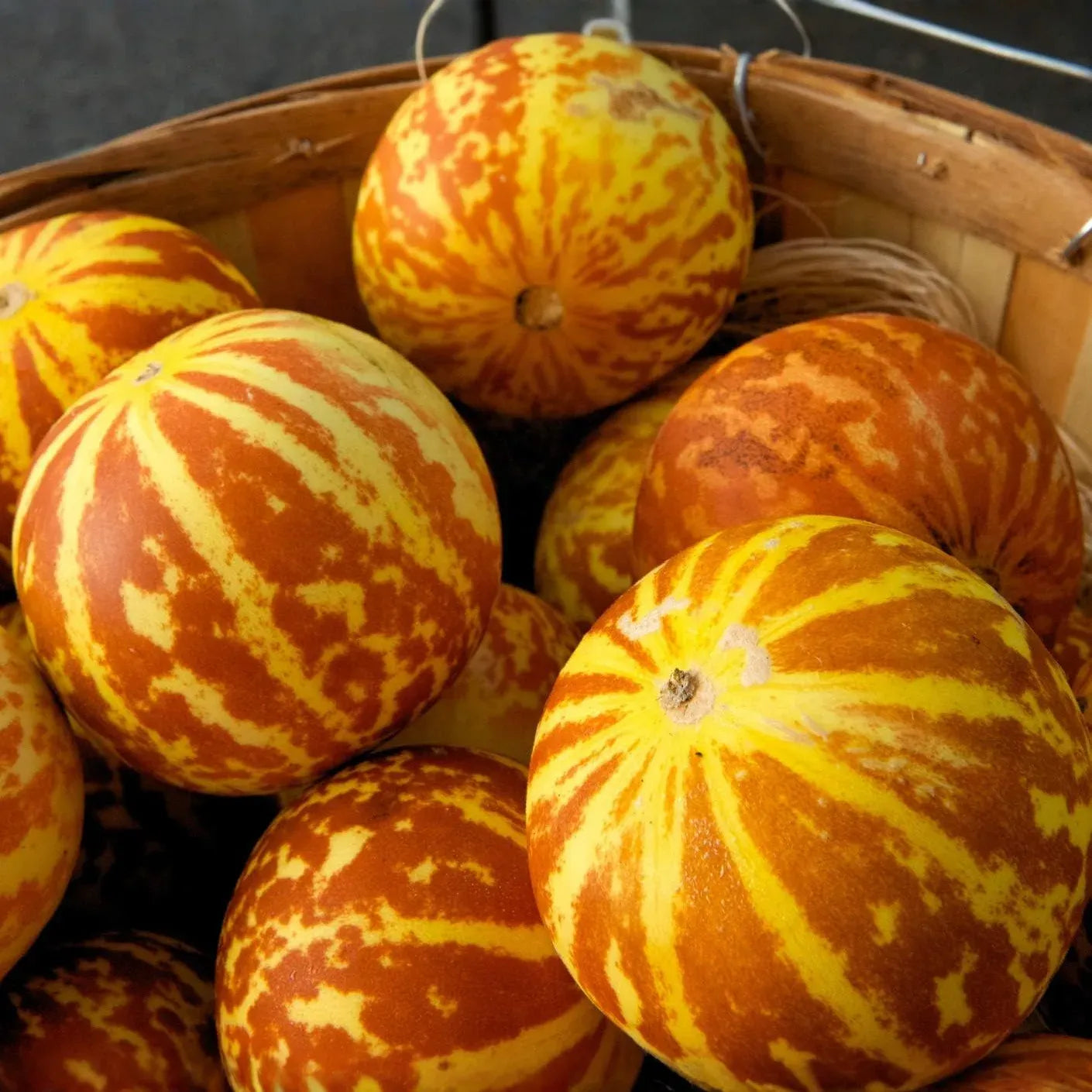 10 Tigger Melon Seeds | Rare Striped Melon Variety | Cucumis melo | Non-GMO Mini Melons with Fragrant Flesh | Garden Favorite