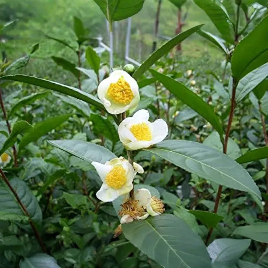 5 Tea Shrub Seeds (Camellia sinensis), Black, White, Green Tea Leaf Tree Plant, Grow Your Own Tea, Organic, Perfect for Garden or Home