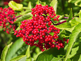 50 Red Elderberry Seeds | Sambucus racemosa | Non-GMO Native Shrub with Bright Red Berries | Wildlife-Friendly Landscape Plant