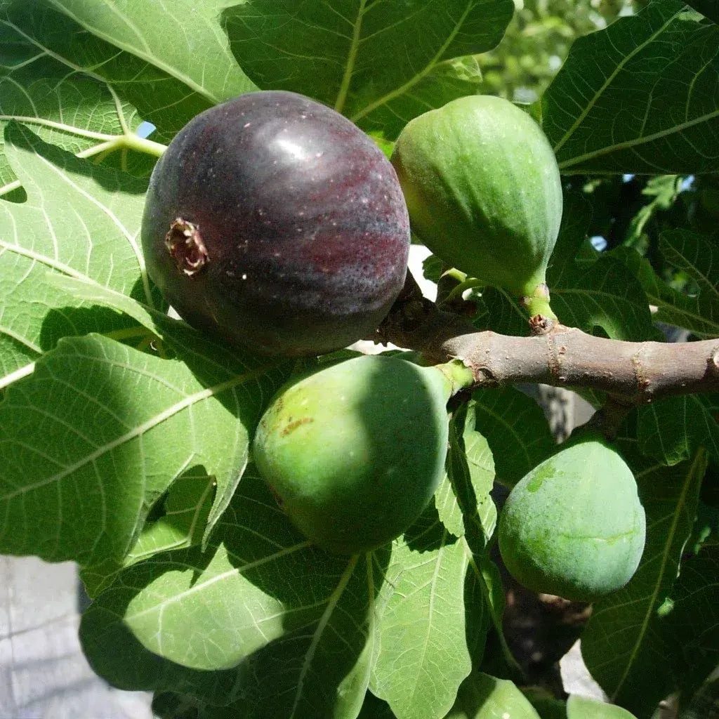 3 Black Mission Fig Trees - Ficus carica | Starter Plants | Sweet Edible Fruit Tree for Containers, Gardens, or Landscapes